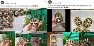 Phạt tù 6 năm 6 tháng vì bán 64 cá thể rùa quý hiếm trên mạng xã hội