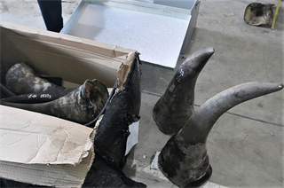 Hải quan Đà Nẵng bắt 3,2 tấn hàng nghi sừng tê giác, xương động vật hoang dã từ Nam Phi